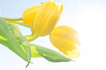 Obraz premium Tulips