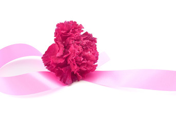 Single flower, pink carnation and pink ribbon on white backgroud