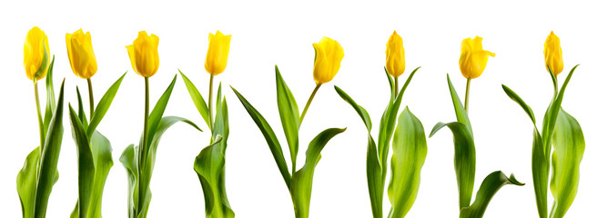 Obrazy na Szkle  linia żółtych tulipanów