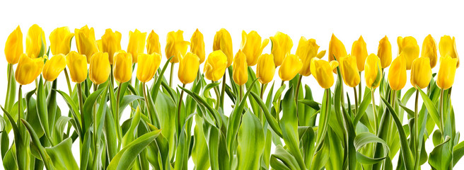 line of yellow tulips