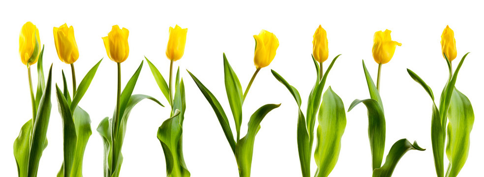 Line Of Yellow Tulips