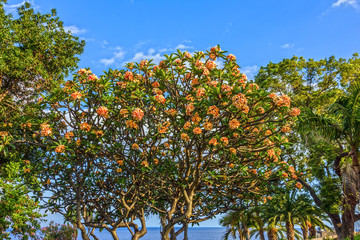 Fototapeta na wymiar Blossomed Plumeria tree, Madeira, Portugal