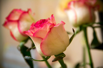 Obraz premium Rose