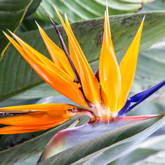 Plakaty  Strelicja tropikalnych kwiatów, wyspa Madera, Funchal, Portugalia