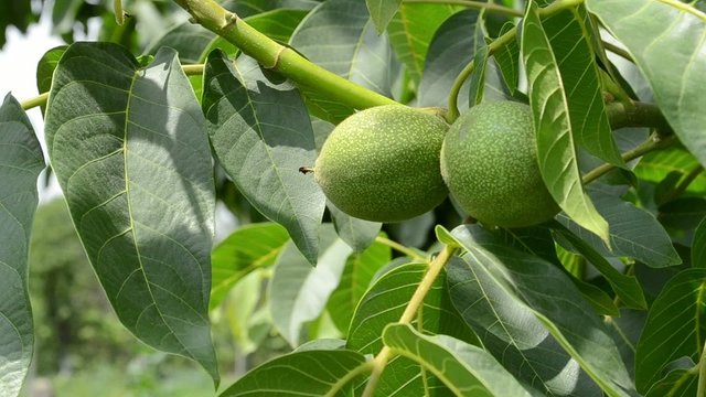 Green Nuts Close Up