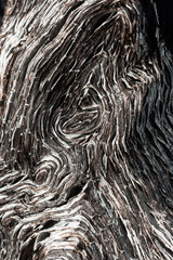 close up of ancient bog-wood texture