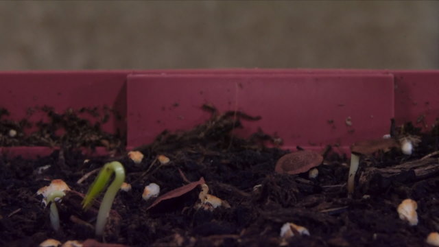 Common Milkweed (Asclepias syriaca) Time Lapse