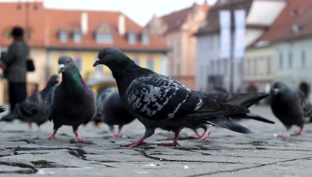 Ground View of Pigeons