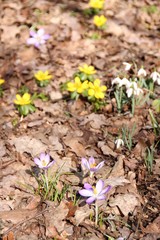 Vorboten des Frühlings: Blumen im trockenen Laub