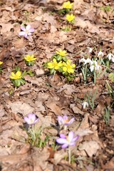 Endlich Frühling - Flühlingsblumen im trockenen Laub