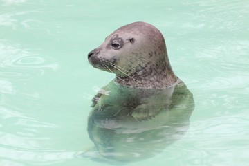 Obraz premium Harbor seal in water
