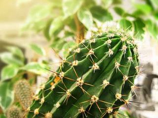 Green cactus (Peruvian Torch cactus)
