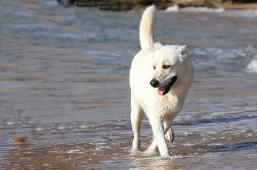 Weisser Hund im Wasser