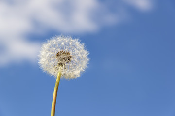 Fototapeta premium dandelion blue sky