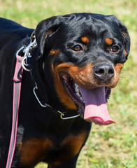 Fototapeta premium Rottweiler dog portrait