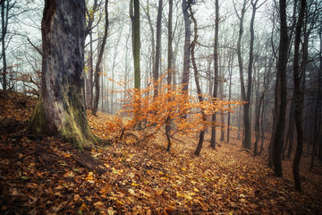 Obraz premium Herbstzeit im Wald