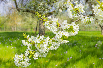 Apfelblüte im Frühling