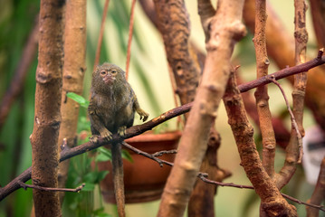 Dwarf Monkey talapoyn