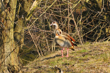 Nilgans