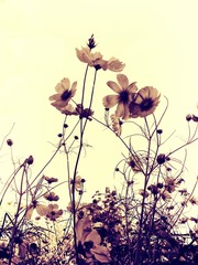 The Monochrome blossom