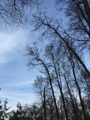 деревья склонились