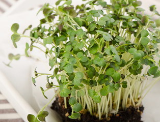 Cress in  a white box.