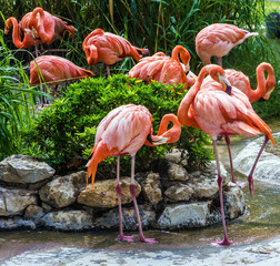 flamingo family in Lisbon zoo, Portugal © Travel Faery