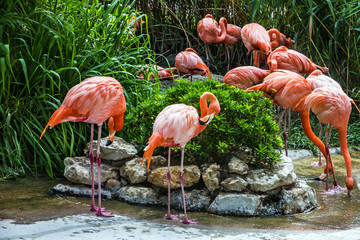 flamingo family in Lisbon zoo, Portugal