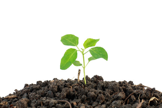 Small plant on pile of soil