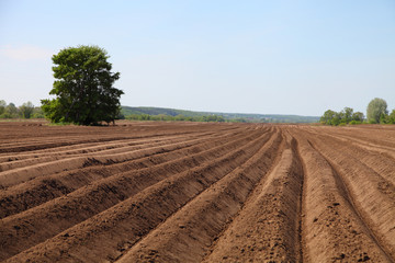 Plowed field in spring day