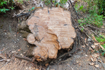 Tree trunk in a forest