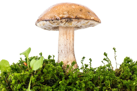 Mushroom is a brown cap boletus
