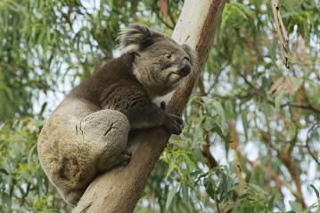 Australian koala bear on eucalyptus tree, Victoria, Australia.
