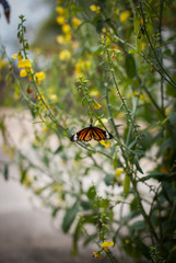 A beautiful orange butterfly resting on a flower