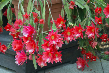 Disocactus speciosus