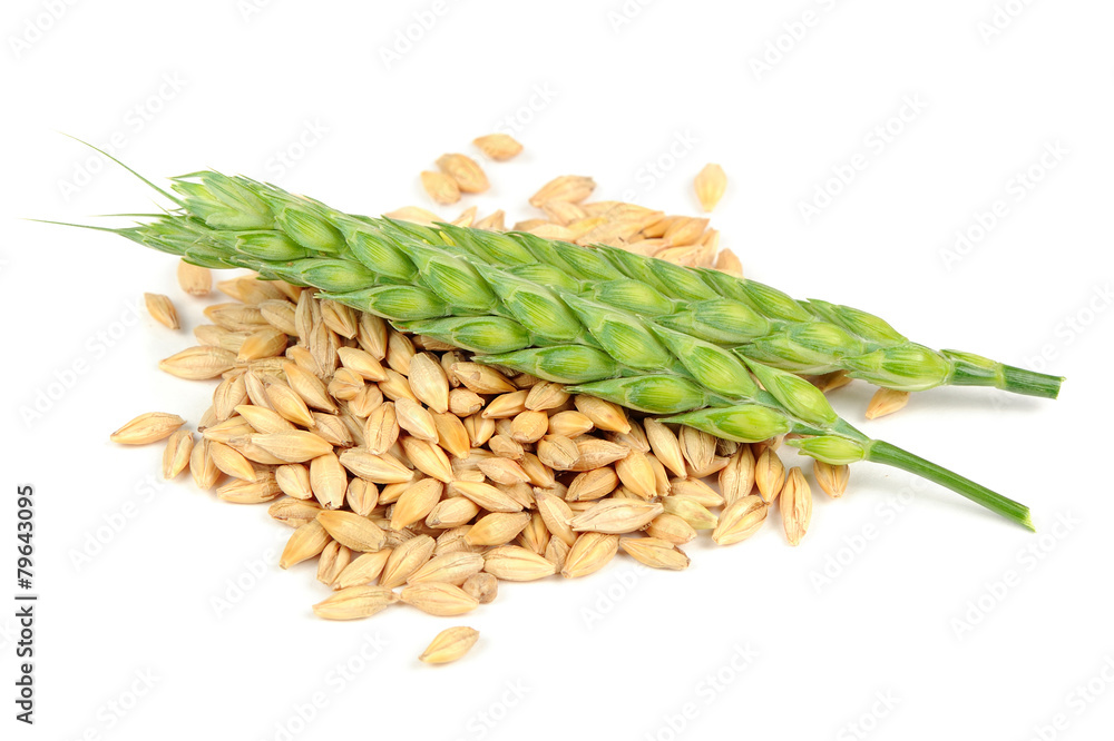 Wall mural Pile of Barley Grains and Ears Isolated on White Background - Wall murals