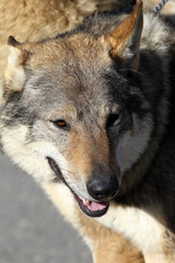 Obraz premium Perros