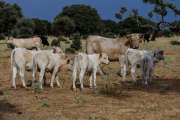 Obraz na płótnie Canvas vacas en Salamanca