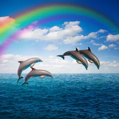 pak springende dolfijnen © neirfy
