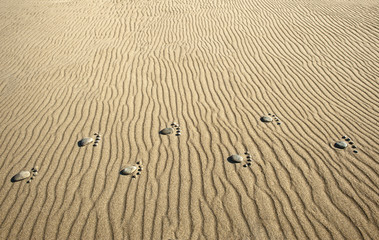 Fototapeta na wymiar Footprint in the beach