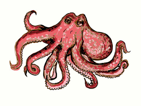 Vector graphic, artistic, stylized image of octopus