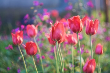 Fototapeta premium Red tulips at springtime
