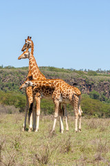 three giraffes herd in savannah