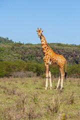 giraffe on a background of grass