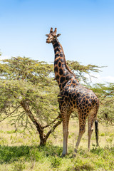 Naklejka na ściany i meble giraffe on a background of grass