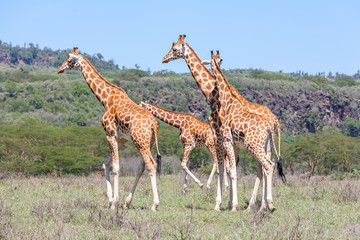 Naklejka na ściany i meble Giraffes herd in savannah