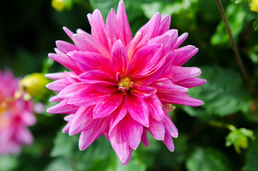 Obraz premium Great Dahlia