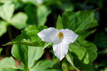Trillium Grandiflorum