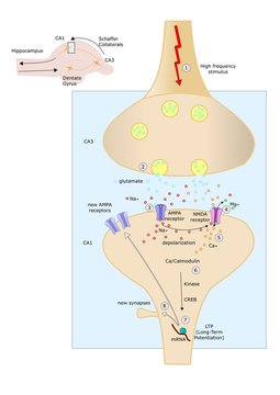 meccanismo di memorizzazione: long-term potentiation (LTP)