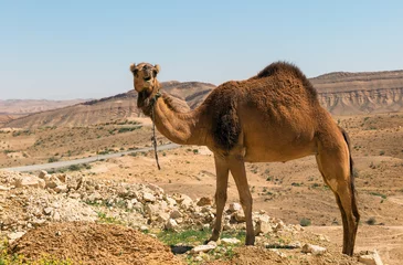 Acrylic prints Camel camel in the Negev desert